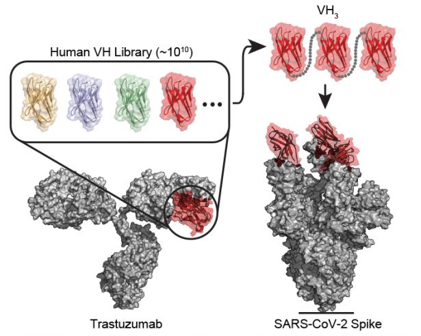 Viral spike with protein blocker
