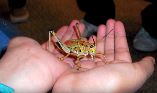 student holds large grasshopper 