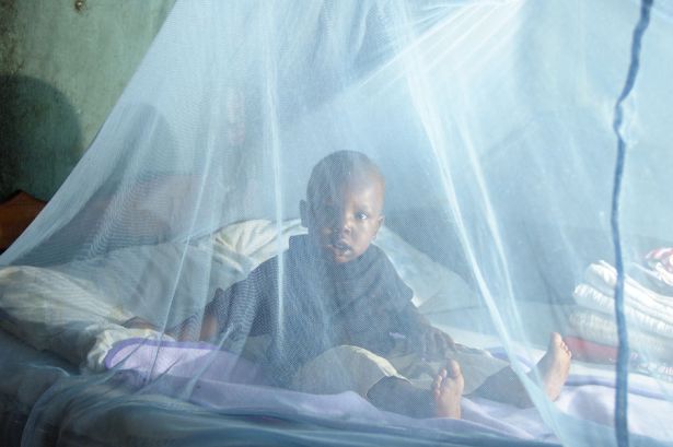 Child sitting on a bed surrounded by a bed net