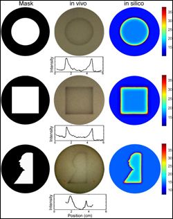 comparisons of petri dishes in mask, in vivo, and in silico states