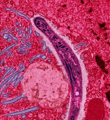 Malaria parasite