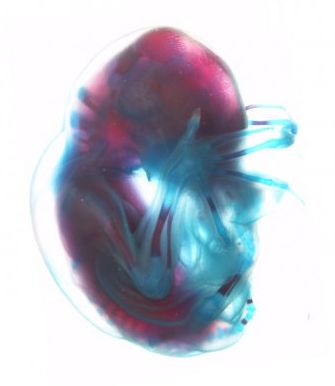 bat embryo