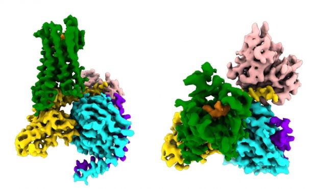 Study captures an opioid drug binding to a µ-opioid receptor