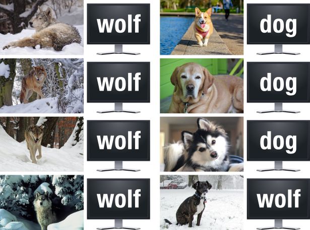 Dogs and wolves comparison