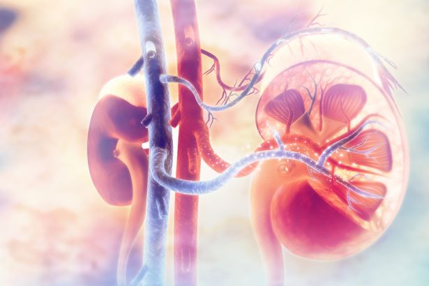 An illustration of the kidneys inside the body.