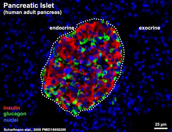 human pancreatic islet cell