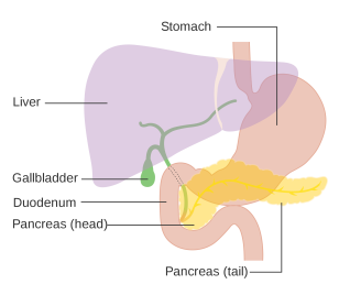 The pancreas sits behind the stomach and liver.