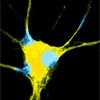 memory-making neuron