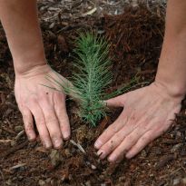 Hands planting a tree sapling