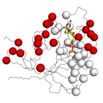 A ball and stick model of a protein with allosteric sites shown as red spheres