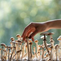 hand with mushrooms