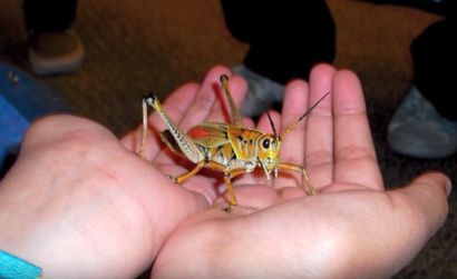 student holds large grasshopper