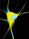 memory-making neuron