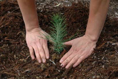 Hands planting a tree sapling