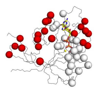 A ball and stick model of a protein with allosteric sites shown as red spheres