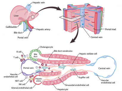 structural diagram of liver tissue
