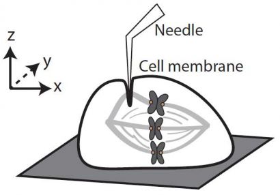 microneedle diagram.