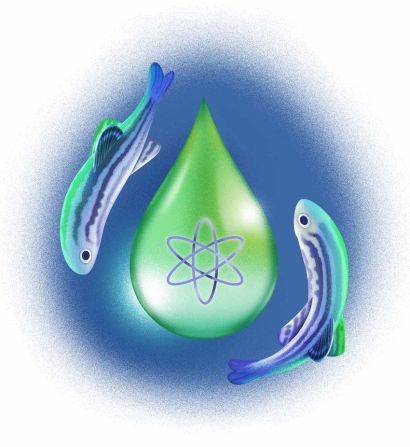 illustration of zebrafish