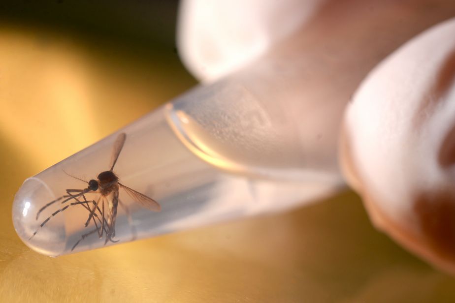 Mosquito