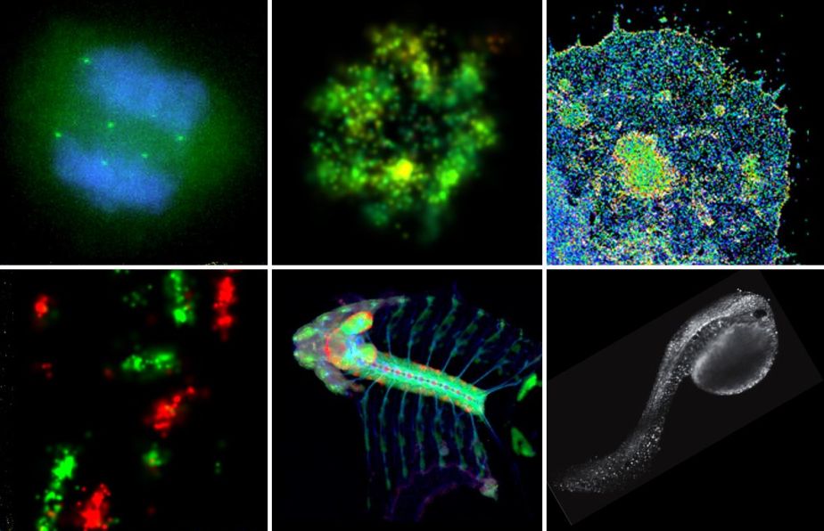 six examples of colorful microscopy.