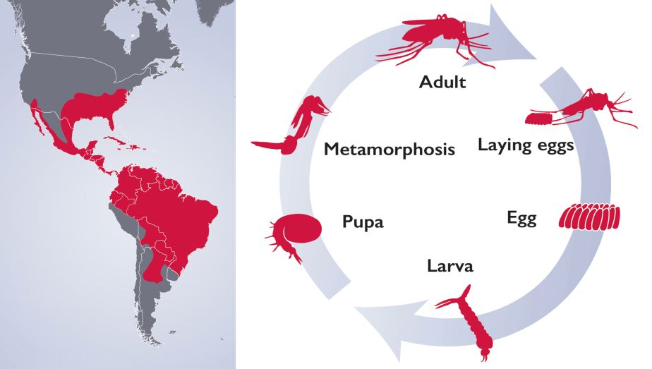 mosquito range map and lifecycle diagram