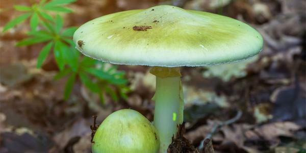 death cap mushroom