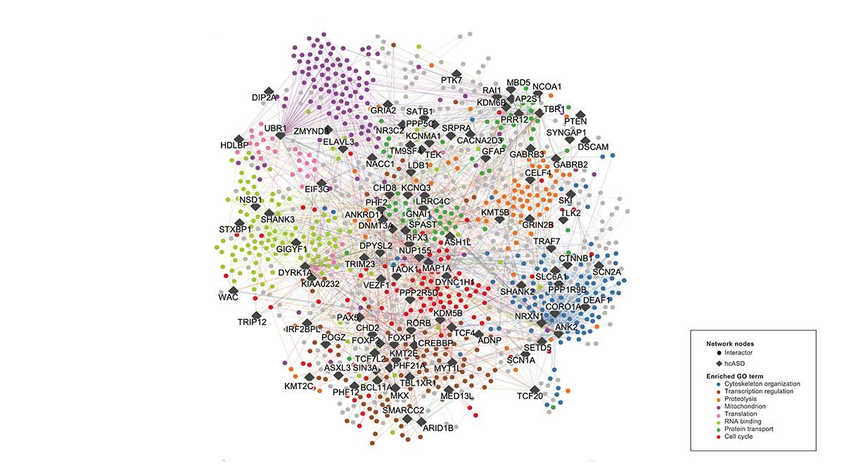 diagram showing protein to protein interaction network for autism 